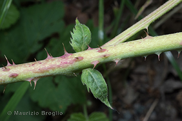 Immagine 4 di 5 - Rubus caesius L.