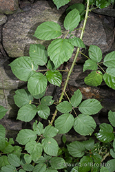 Immagine 3 di 9 - Rubus fruticosus aggr.