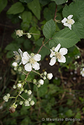 Immagine 4 di 9 - Rubus fruticosus aggr.