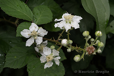 Immagine 5 di 9 - Rubus fruticosus aggr.