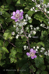 Immagine 8 di 9 - Rubus fruticosus aggr.
