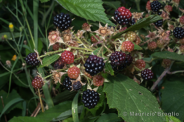 Immagine 9 di 9 - Rubus fruticosus aggr.