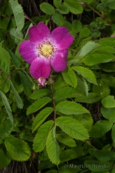 Immagine 2 di 10 - Rosa pendulina L.