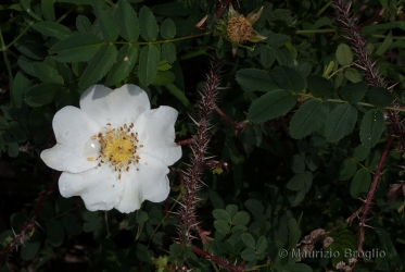 Immagine 1 di 6 - Rosa spinosissima L.