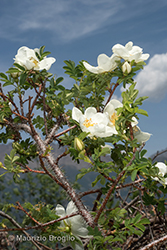 Immagine 4 di 6 - Rosa spinosissima L.
