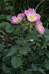 Immagine 1 di 17 - Rosa montana Chaix