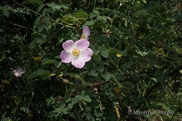Immagine 2 di 17 - Rosa montana Chaix