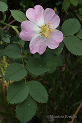 Immagine 3 di 17 - Rosa montana Chaix