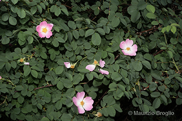 Immagine 10 di 17 - Rosa montana Chaix