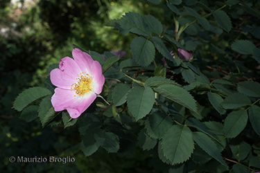 Immagine 11 di 17 - Rosa montana Chaix