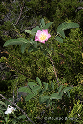 Immagine 1 di 10 - Rosa villosa L.