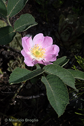 Immagine 2 di 10 - Rosa villosa L.