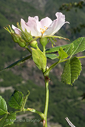Immagine 4 di 13 - Rosa corymbifera Borkh.