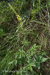 Immagine 1 di 6 - Agrimonia eupatoria L.