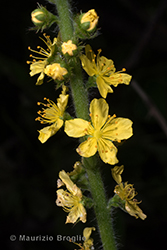 Immagine 4 di 6 - Agrimonia eupatoria L.