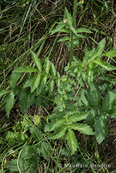 Immagine 5 di 6 - Agrimonia eupatoria L.