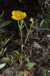 Immagine 2 di 4 - Potentilla grandiflora L.