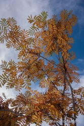 Immagine 3 di 5 - Sorbus aucuparia L.