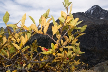 Immagine 2 di 9 - Sorbus chamaemespilus (L.) Crantz