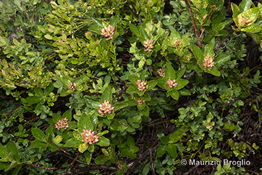 Immagine 4 di 9 - Sorbus chamaemespilus (L.) Crantz