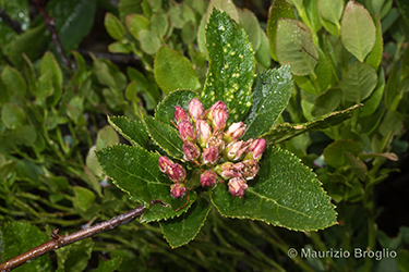 Immagine 5 di 9 - Sorbus chamaemespilus (L.) Crantz