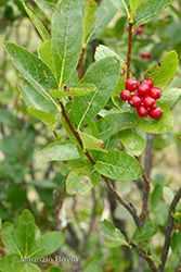 Immagine 8 di 9 - Sorbus chamaemespilus (L.) Crantz