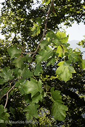 Immagine 1 di 4 - Sorbus torminalis (L.) Crantz