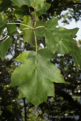 Immagine 3 di 4 - Sorbus torminalis (L.) Crantz