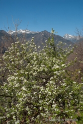 Immagine 1 di 6 - Prunus mahaleb L.