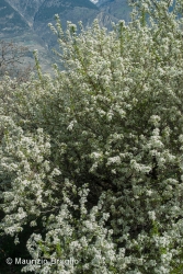 Immagine 2 di 6 - Prunus mahaleb L.