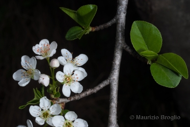Immagine 3 di 6 - Prunus mahaleb L.