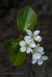 Immagine 5 di 6 - Prunus mahaleb L.