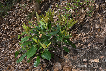 Immagine 3 di 10 - Prunus laurocerasus L.
