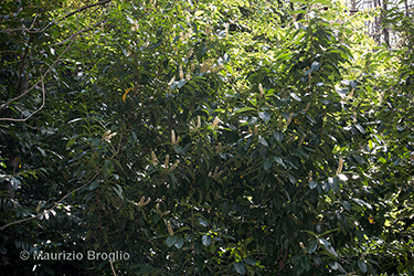 Immagine 4 di 10 - Prunus laurocerasus L.