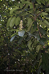 Immagine 5 di 10 - Prunus laurocerasus L.