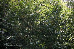 Prunus laurocerasus L.