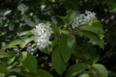 Immagine 3 di 6 - Prunus padus L.