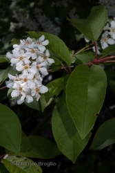 Immagine 4 di 6 - Prunus padus L.