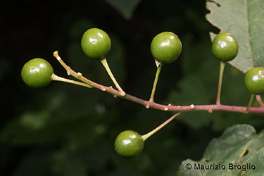 Immagine 5 di 6 - Prunus padus L.