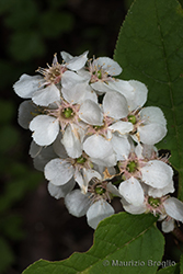 Immagine 6 di 6 - Prunus padus L.