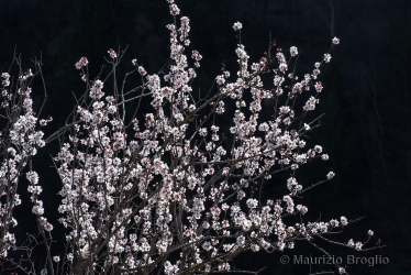 Immagine 1 di 9 - Prunus dulcis (Mill.) D.A. Webb