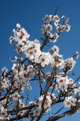 Immagine 2 di 9 - Prunus dulcis (Mill.) D.A. Webb