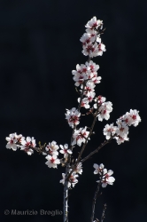 Immagine 3 di 9 - Prunus dulcis (Mill.) D.A. Webb