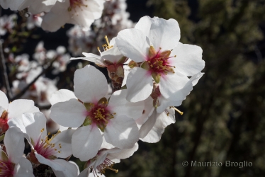 Immagine 4 di 9 - Prunus dulcis (Mill.) D.A. Webb