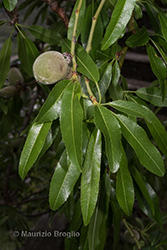 Immagine 6 di 9 - Prunus dulcis (Mill.) D.A. Webb