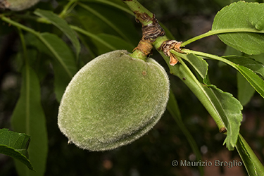 Immagine 7 di 9 - Prunus dulcis (Mill.) D.A. Webb
