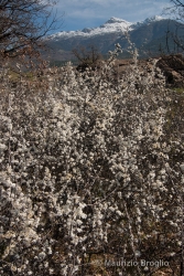 Immagine 2 di 5 - Prunus spinosa L.