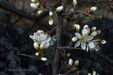Immagine 3 di 5 - Prunus spinosa L.