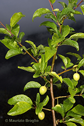 Immagine 2 di 9 - Prunus cerasifera Ehrh.