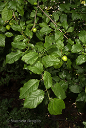 Immagine 3 di 9 - Prunus cerasifera Ehrh.